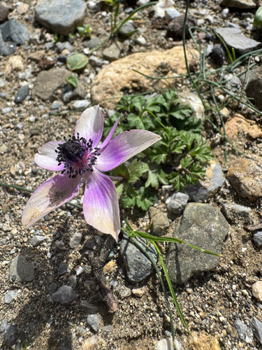 Anemone della corona — Bild 3