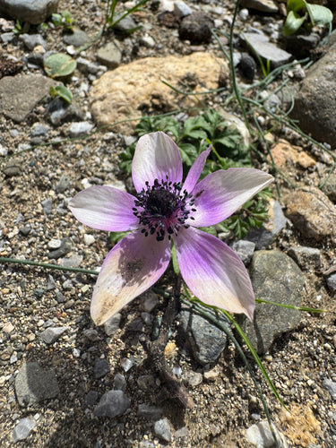 Anemone della corona — Bild 4