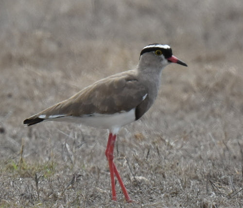 Pavoncella incoronata — Bild 3