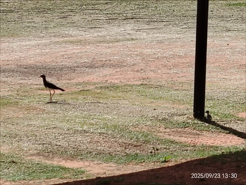 Pavoncella incoronata — foto 5 di 9