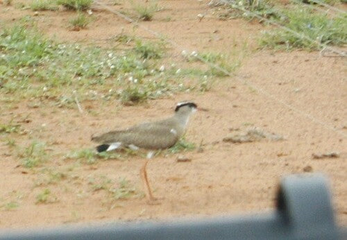 Pavoncella incoronata — foto 2 di 9