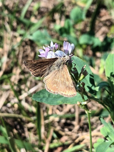 Farfalla di veccia coronata — Bild 5