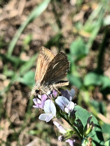Farfalla di veccia coronata — Bild 4