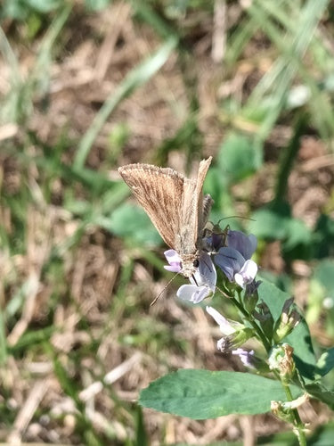 Farfalla di veccia coronata — Bild 3