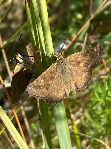 Farfalla di veccia coronata — Bild 2