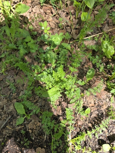 Semi di cumino — foto 5 di 8