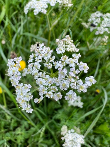 Semi di cumino — Bild 2