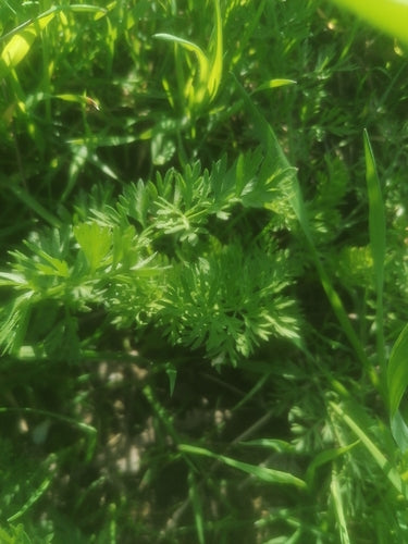 Semi di cumino — Bild 3