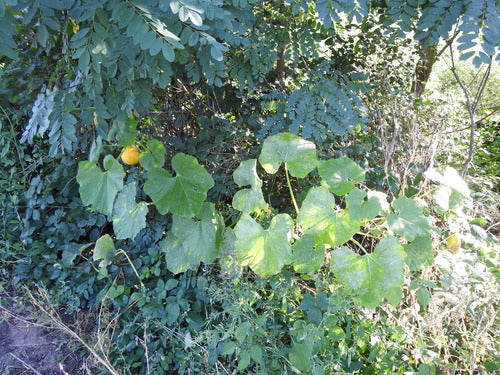 Zucca — Bild 5