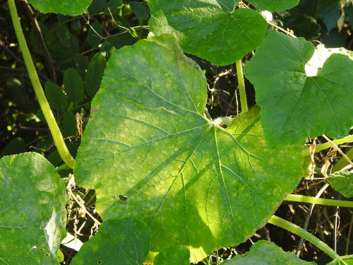 Zucca — Bild 4
