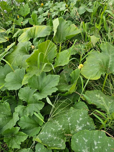 Zucca — Bild 3