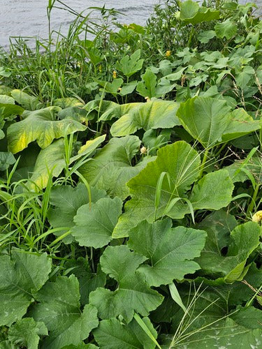 Zucca — Bild 1