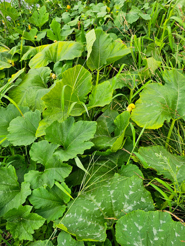 Zucca — Bild 2