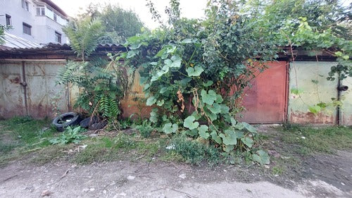 Zucca — foto 5 di 12