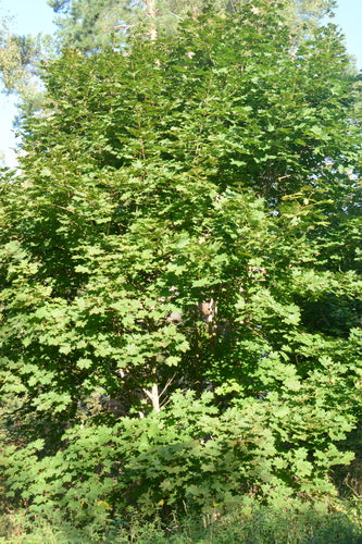 Palla d'acero — Bild 2