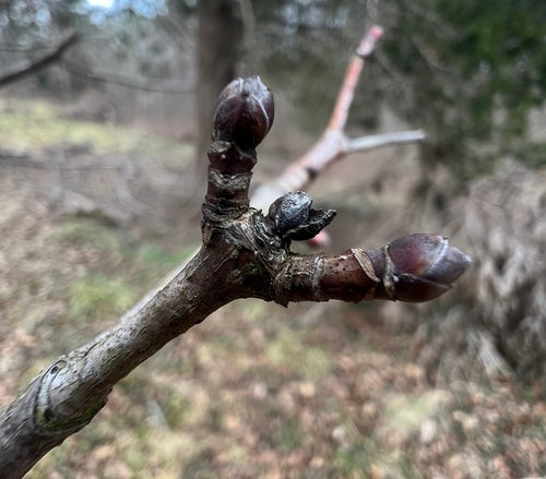 Palla d'acero — Bild 4