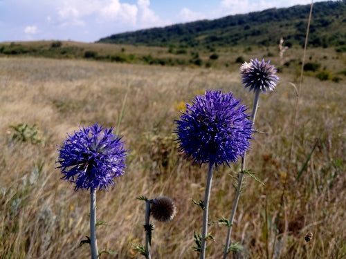 Cardo selvatico di globo — Bild 5