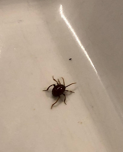 Scarabeo palla — Bild 2