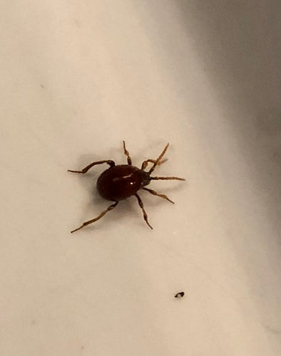 Scarabeo palla — Bild 3