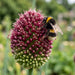 Blüte von Kugelköpfiger Lauch (Allium sphaerocephalon) in Nahaufnahme (KI-generiert)