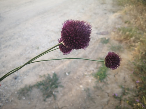 Porro palla — Bild 4