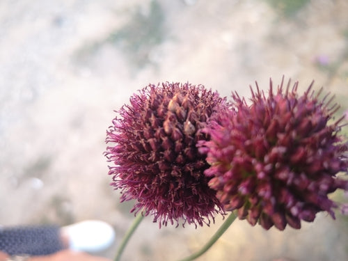 Porro palla — Bild 3