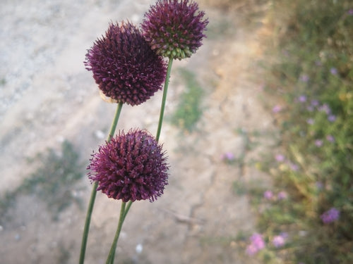 Porro palla — Bild 2