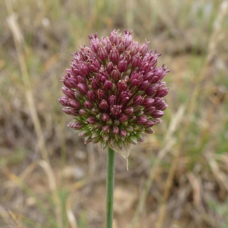 Porro palla