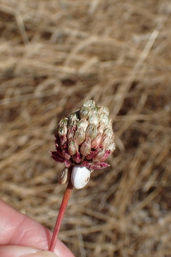 Porro palla — Bild 1
