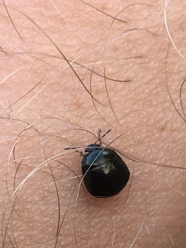 Bug di proiettile — Bild 3