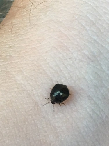 Bug di proiettile — Bild 5