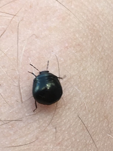 Bug di proiettile — Bild 4