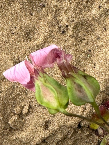 Garofano di mucca — Bild 1