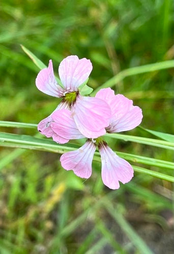 Garofano di mucca — Bild 1