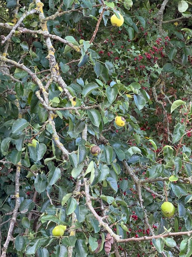 Pera della cultura — Bild 4
