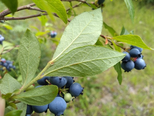 Mirtilli coltivati — Bild 3