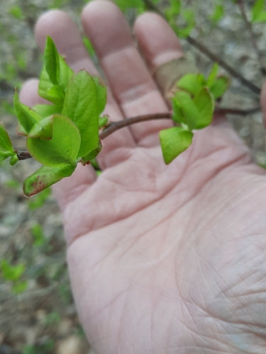 Mirtilli coltivati — Bild 2