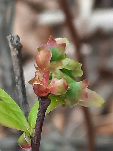Mirtilli coltivati — Bild 4