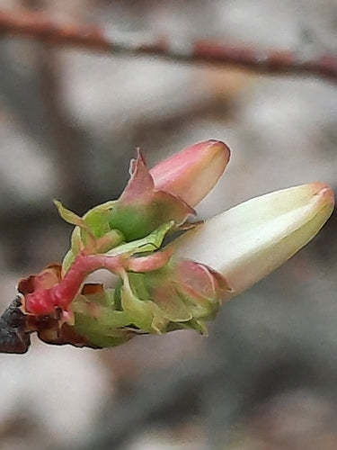 Mirtilli coltivati — Bild 5