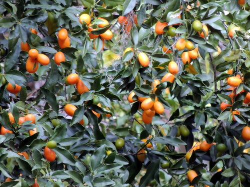 Kumquat — foto 3 di 3