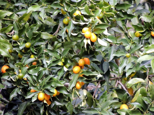Kumquat — foto 2 di 3