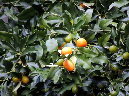 Kumquat — foto 1 di 3