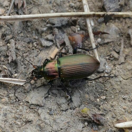 Penna stilografica variegata color rame — Bild 2