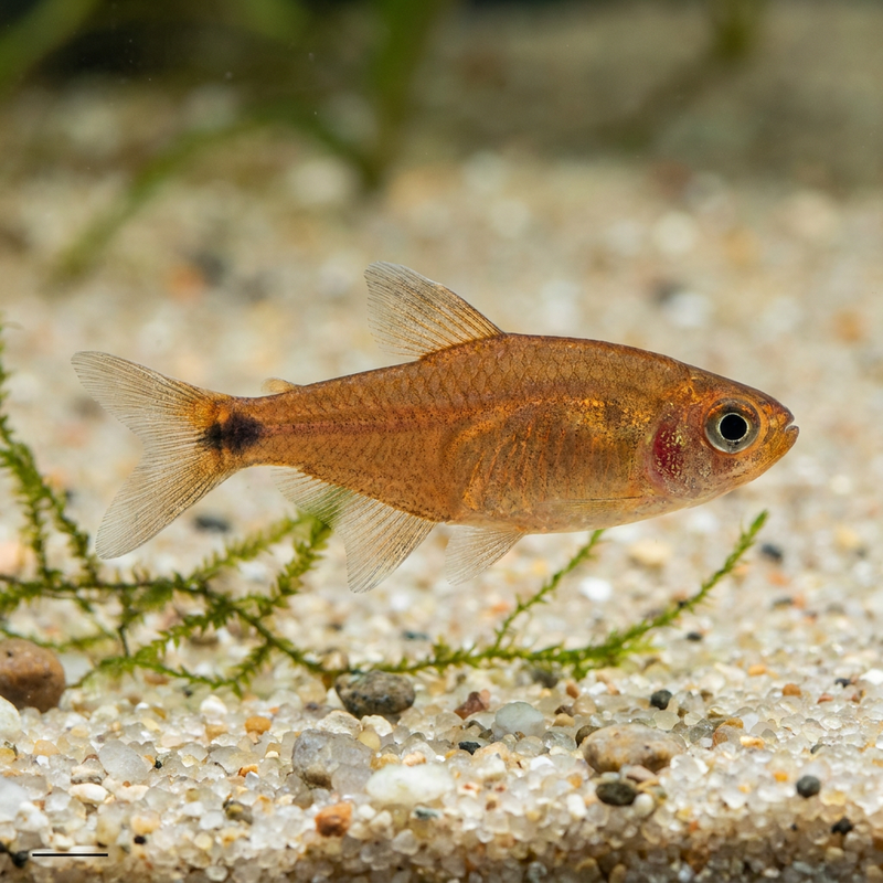 Tetra di rame