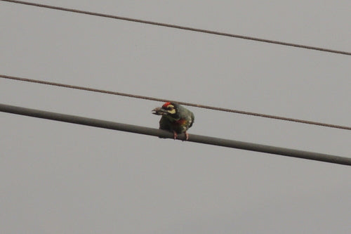 L'uccello barbuto del ramaio — foto 5 di 9