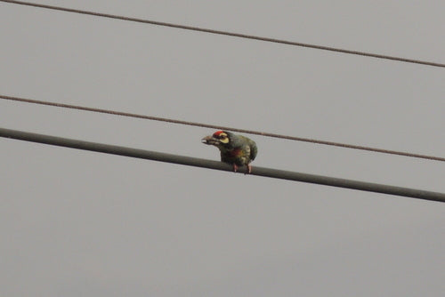 L'uccello barbuto del ramaio — foto 4 di 9