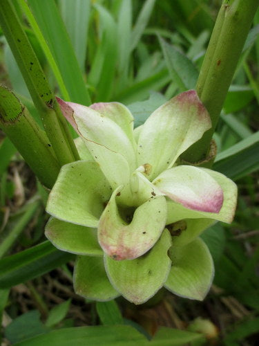 curcuma — Bild 4