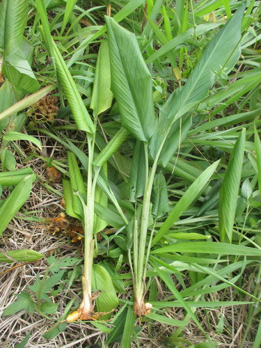 curcuma — Bild 3