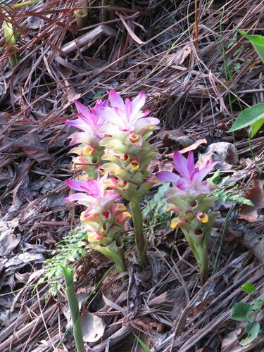 curcuma — Bild 5