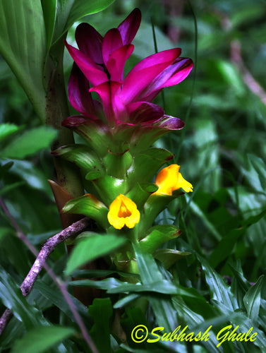 curcuma — Bild 1